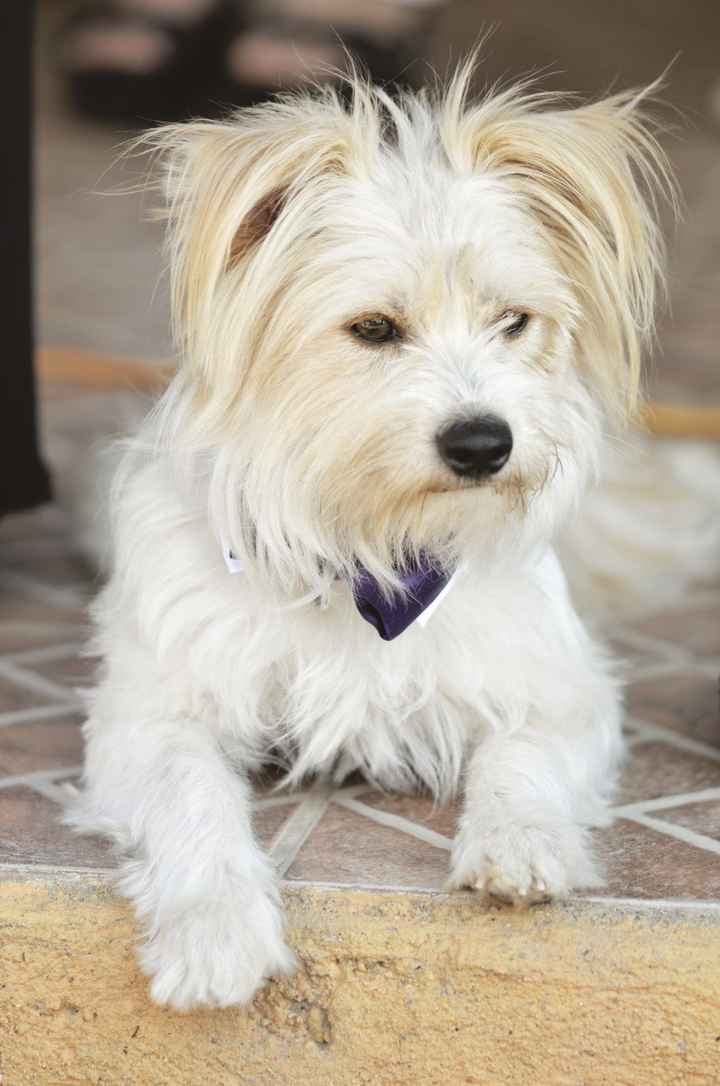 El mejor amigo del Novio! 