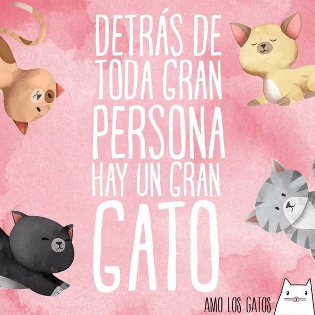 gatitos
