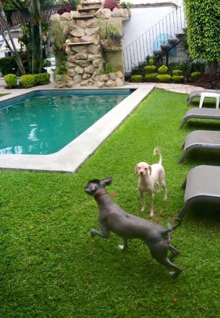  Perrihijos 😍🐶 - 1