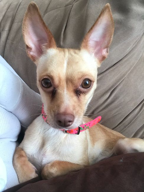  Fotos con perritos - 1