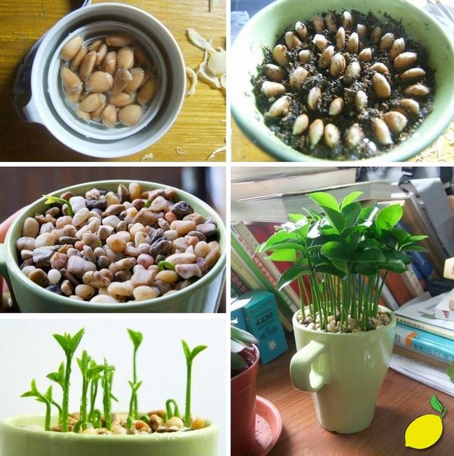 Germinados de limón