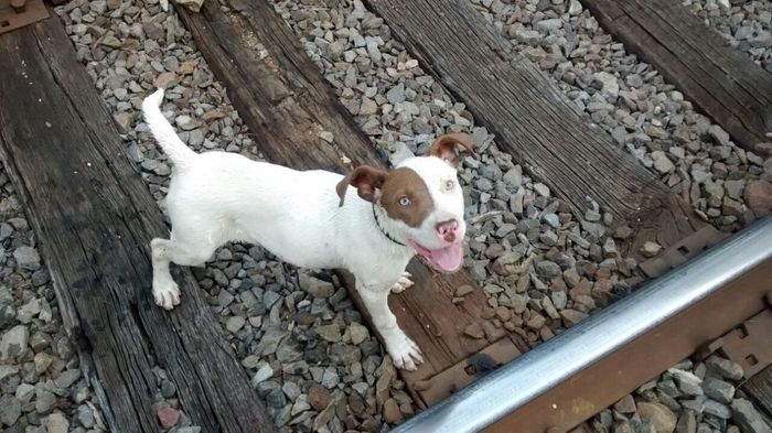 La foto de tu mascota! - 1