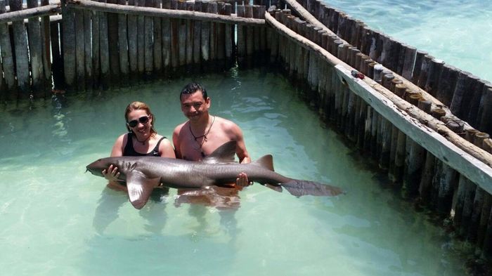 Con el tiburón  ballena