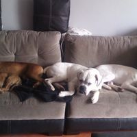 bebés