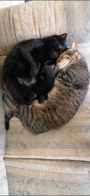 Briana reta a los novios de la comunidad a... - 1