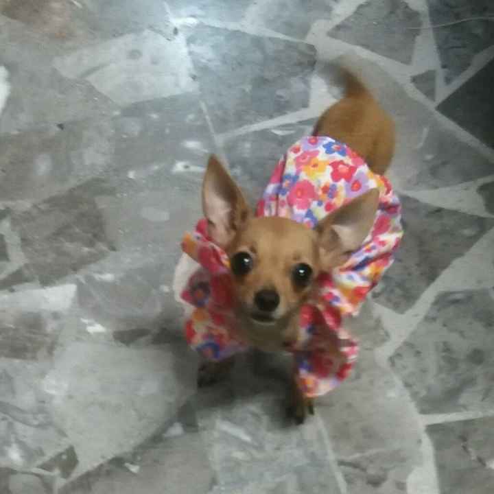 Presenten mascotas.... - 1