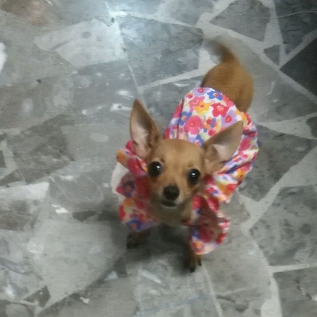 Presenten mascotas.... - 1