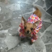 Presenten mascotas.... - 1