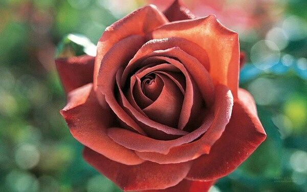 ¿Cuál es tu flor favorita para el ramo? - 1