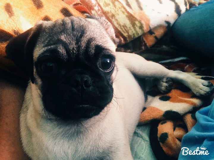  Perrihijos 😍🐶 - 1