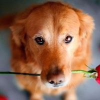 El número 3: Cariño