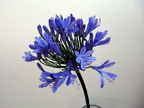 Que opinan del color morado en la cobinacion de la boda? - 5