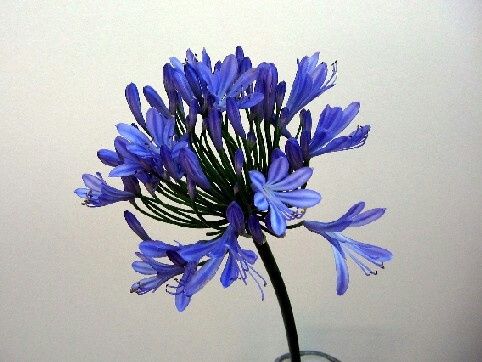 Que opinan del color morado en la cobinacion de la boda? - 5