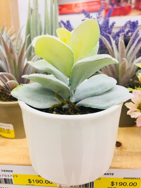 Plantas de recuerdo - 6