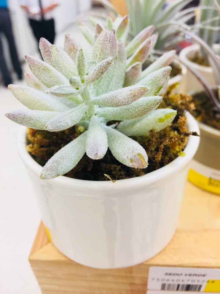 Plantas de recuerdo - 1