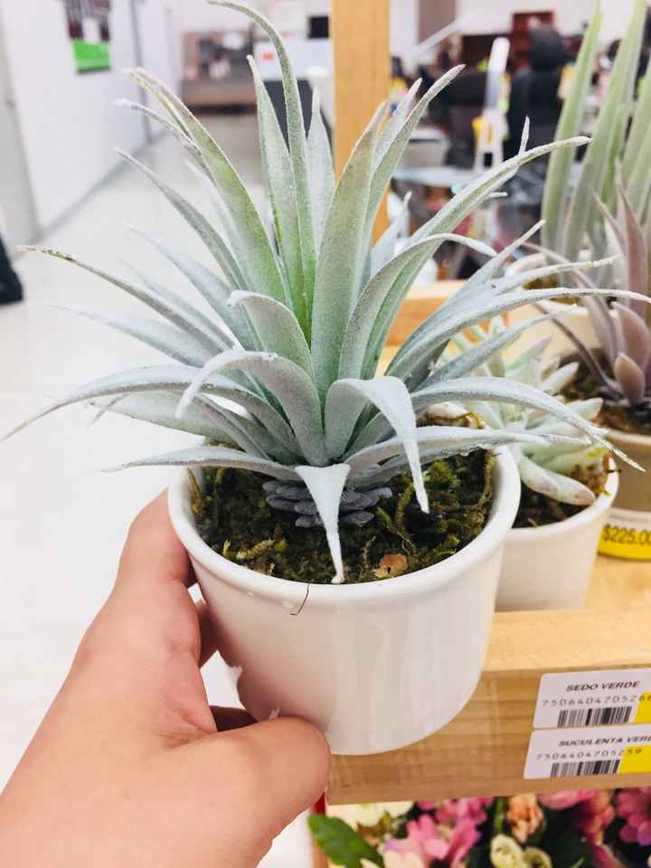 Plantas de recuerdo - 2
