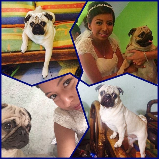 Presenten mascotas.... - 1