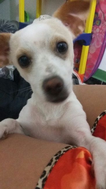¿Qué función cumplirá tu mascota en tu boda? - 1