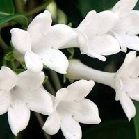 Que tipo de flor es este ramo !!? - 1
