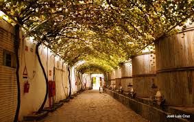 Parras, ¿destino lunamielero y para boda? 4