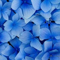 hortensias