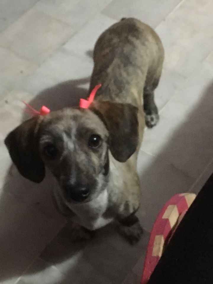 Mascotas en el hogar ¿sí o no? - 1