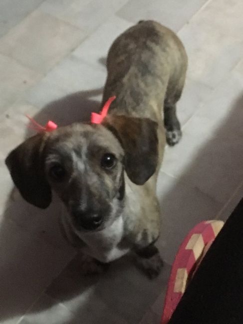 Mascotas en el hogar ¿sí o no? - 1