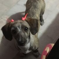 Mascotas en el hogar ¿sí o no? - 1