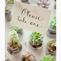 ¿cactus en la boda? - 1