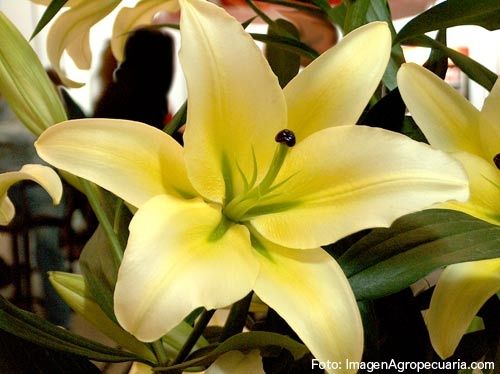 flores