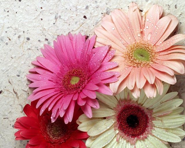 flores