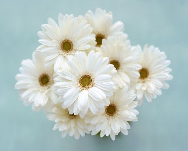 flores