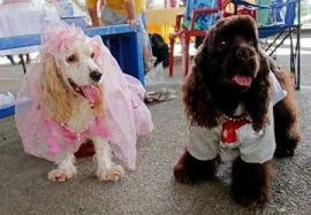 mascotas