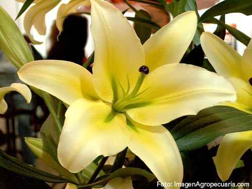 flores