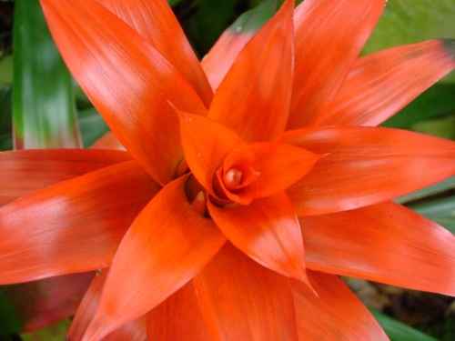 flores