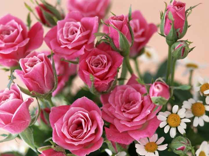 flores