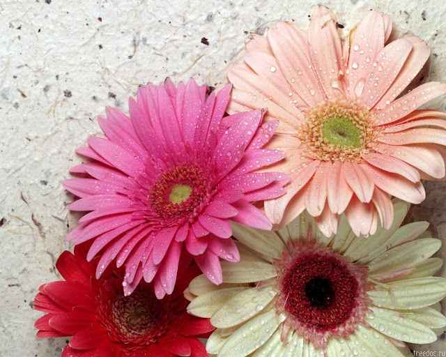 flores