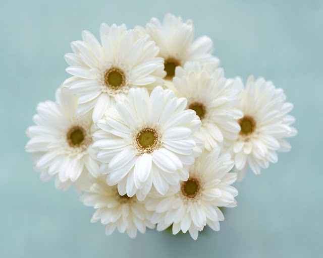 flores