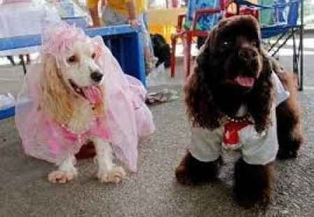 mascotas