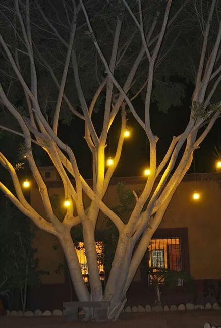 Con ustedes .... mi jardinnnn (hacienda) - 9