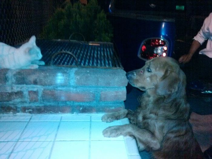 Mi perro es mi hijo!! - 1