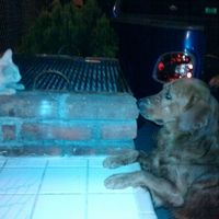 Mi perro es mi hijo!! - 1