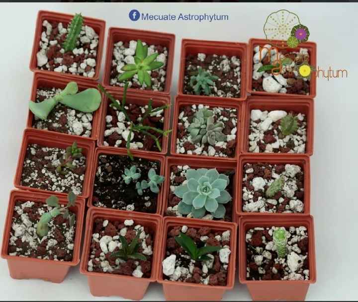 Plantas para regalo - 1