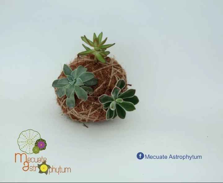 Plantas para regalo - 1