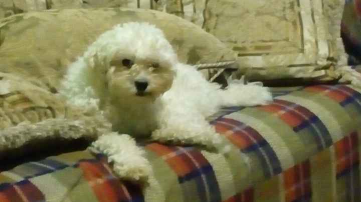 Tiempo de presumir a sus amigos peludos, quien tiene mascotas :d!! - 1