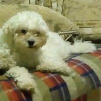 Tiempo de presumir a sus amigos peludos, quien tiene mascotas :d!! - 1