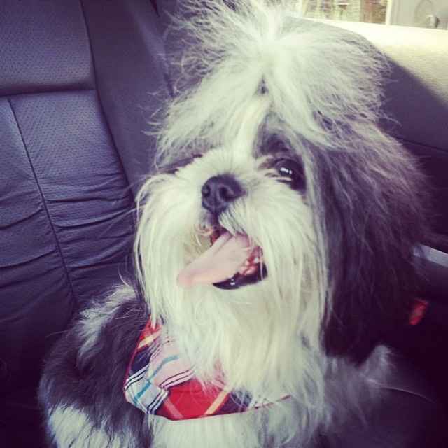 La foto de tu mascota! - 1