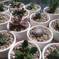 Recuerdo boda mexicana