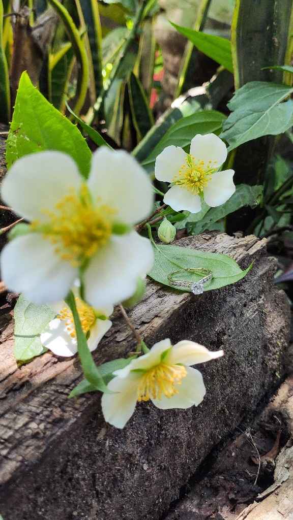 Mi anillo en la Naturaleza citadina - 1