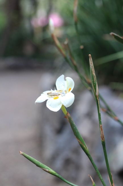 Miércoles con “m” de Muéstrenme sus anillos 💍😍 - 3